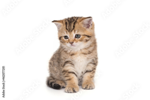 Portrait of a red Scottish kitten