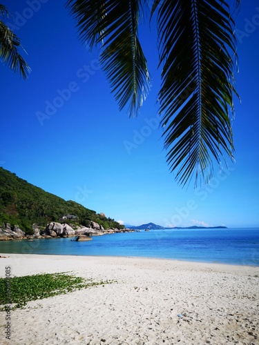 beach with palm trees