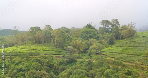 Foggy tea plantation
