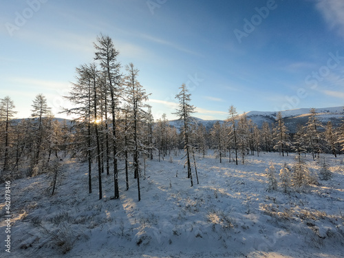 Winter forest, snow covered fir trees in Kolyma, Yakutia, Russia