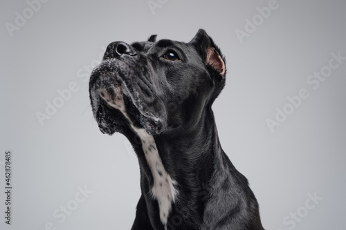 Photos Black dog staffordshire bullterrier breed isolated on white