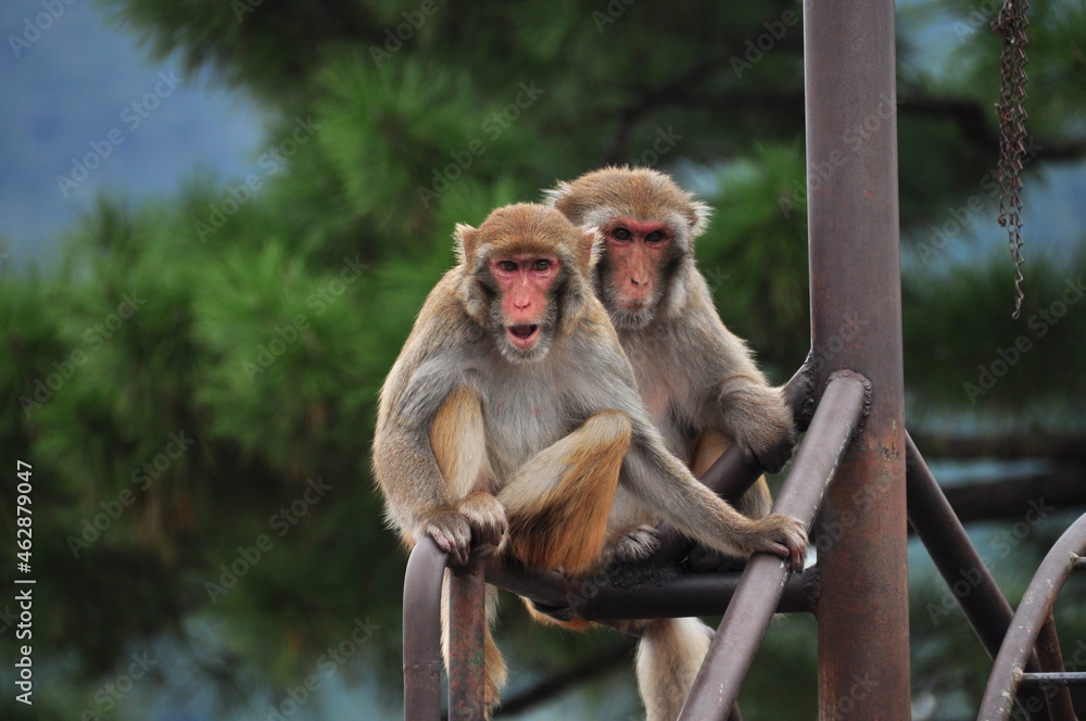 Naklejka premium 猿