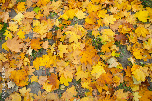 autumn leaves background