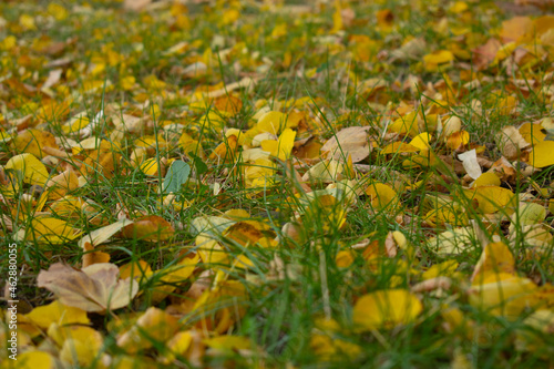 flowers in the grass