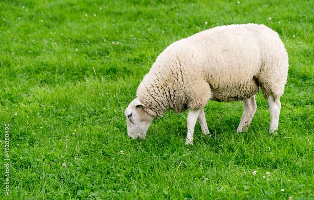 A single white sheep grazing in a lush green field A single white sheep grazing in a lush green field