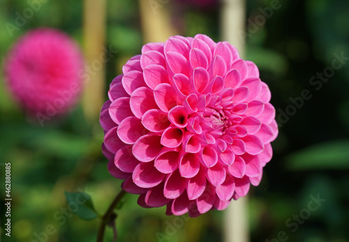 Close up of beautiful Pink ball head Dahlia bloom with natural lighting and background .