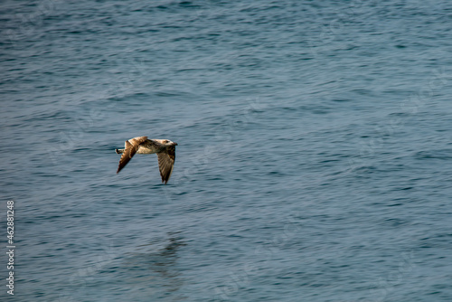 goeland en vol photo