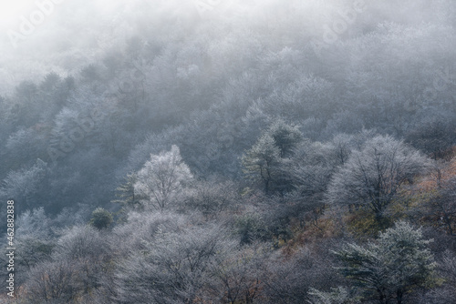 朝霧と霧氷