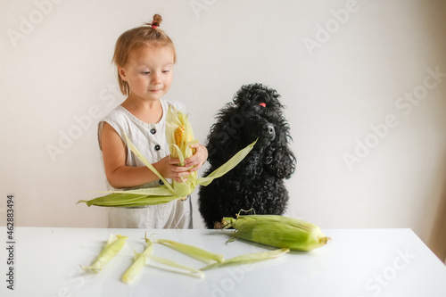 Cute funny kid toddler and dog peel fresh ears of corn, girl feeds corn to the dog. Vegetables and healthy eating, children and pets