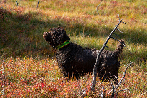 a hunting dog, a pudelpointer, on the mountains in a field with grass in autumn colors photo