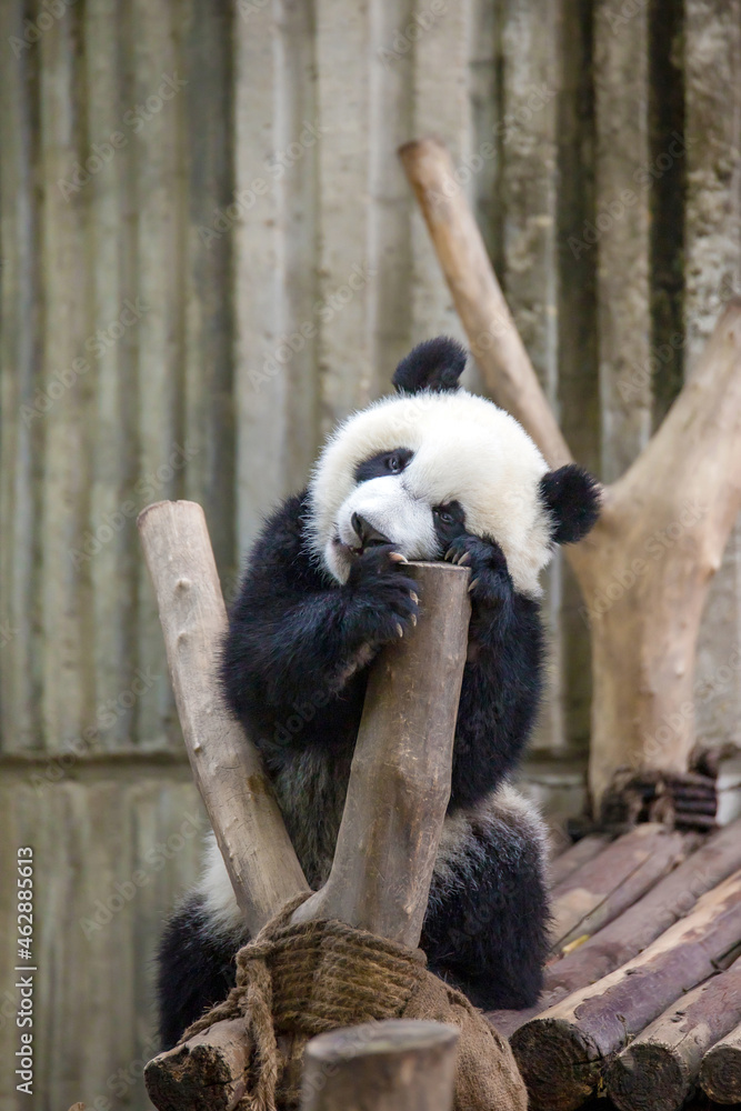 Obraz premium まどろむ赤ちゃんパンダ