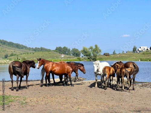 Herd of horses standing by the lake