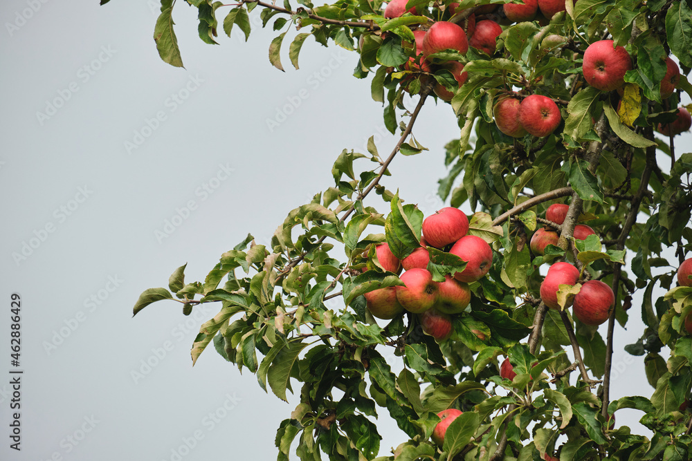 Apple tree laden with fresh red fruits