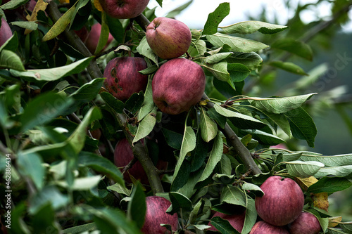 Apple tree ripe fresh fruits