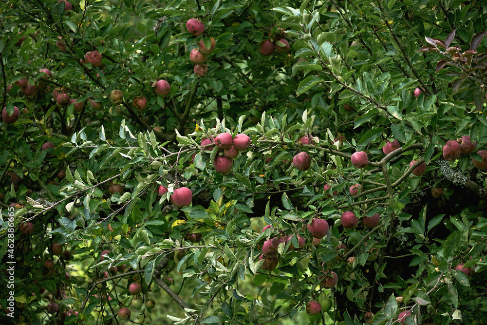 Apple tree laden with ripe fresh fruits
