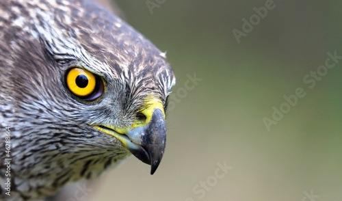Close-up portrait of Northern goshawk (Accipiter gentilis) on blurred background