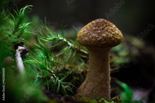 mushrooms in the woods