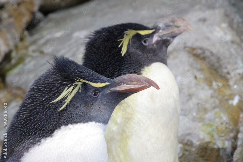 Naklejka premium ペンギン