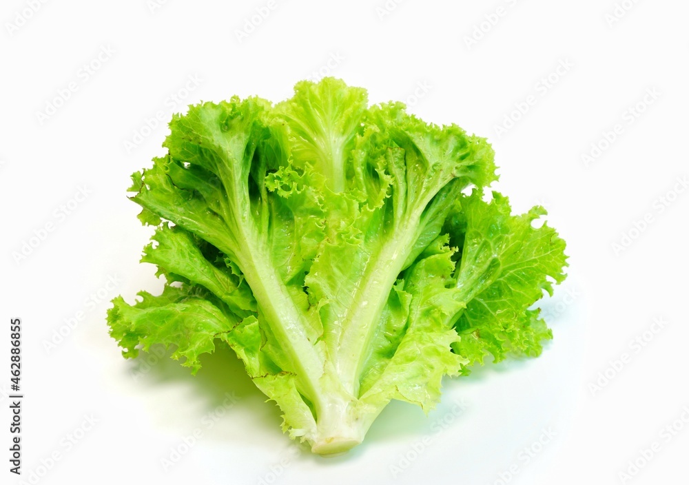 fresh green lettuce fresh green lettuce
