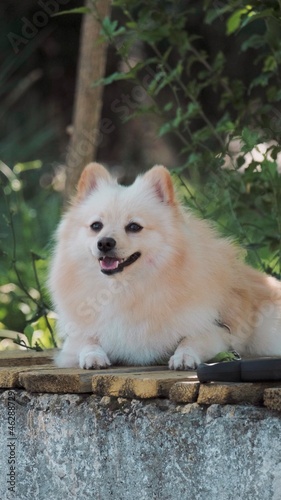 White Pomeranian puppy in the park