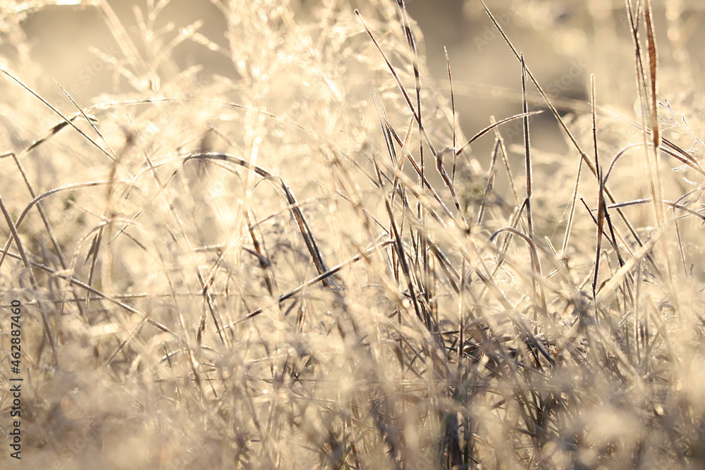 Autumn sunrise in nature, beautiful blurred background with dry grass in the sun Autumn sunrise in nature, beautiful blurred background with dry grass in the sun