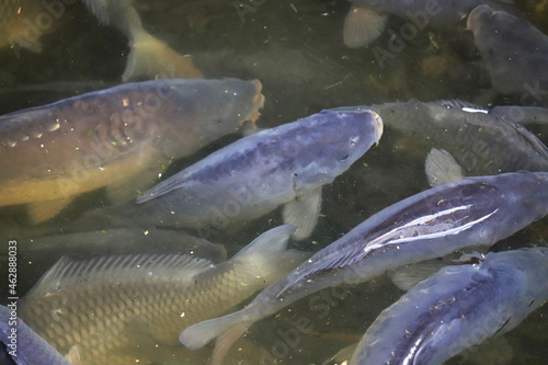 Fototapeta Naklejka Na Ścianę i Meble -  Fish farm carp, carps float to the surface of the water due to lack of oxygen in the water