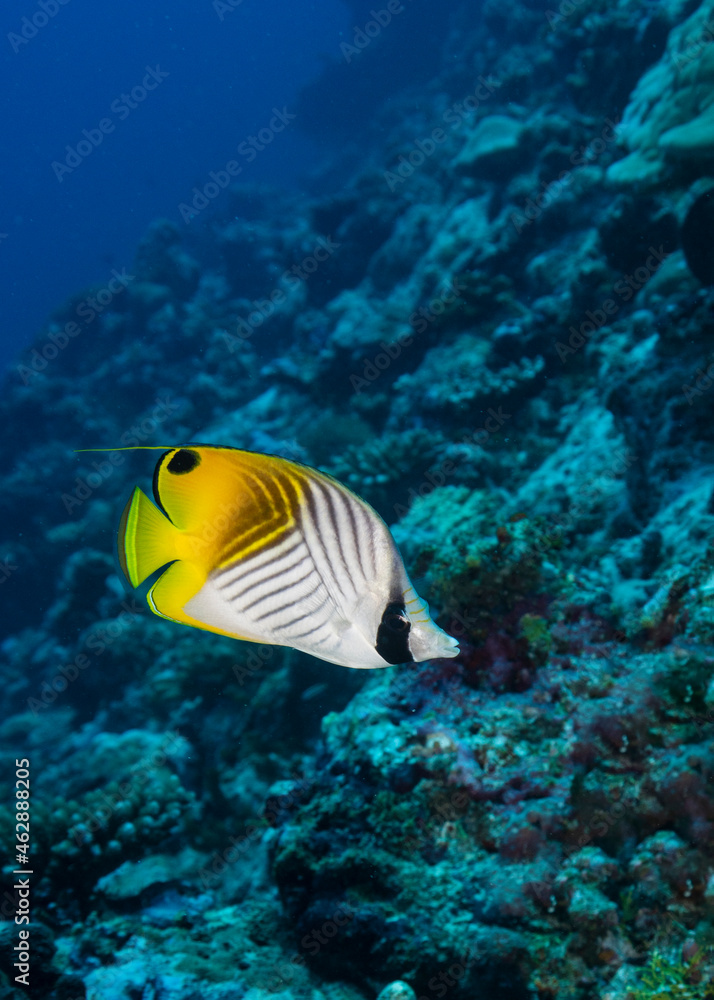 Fototapeta premium Threadfin butterflyfish, Chaetodon auriga, in Maldives