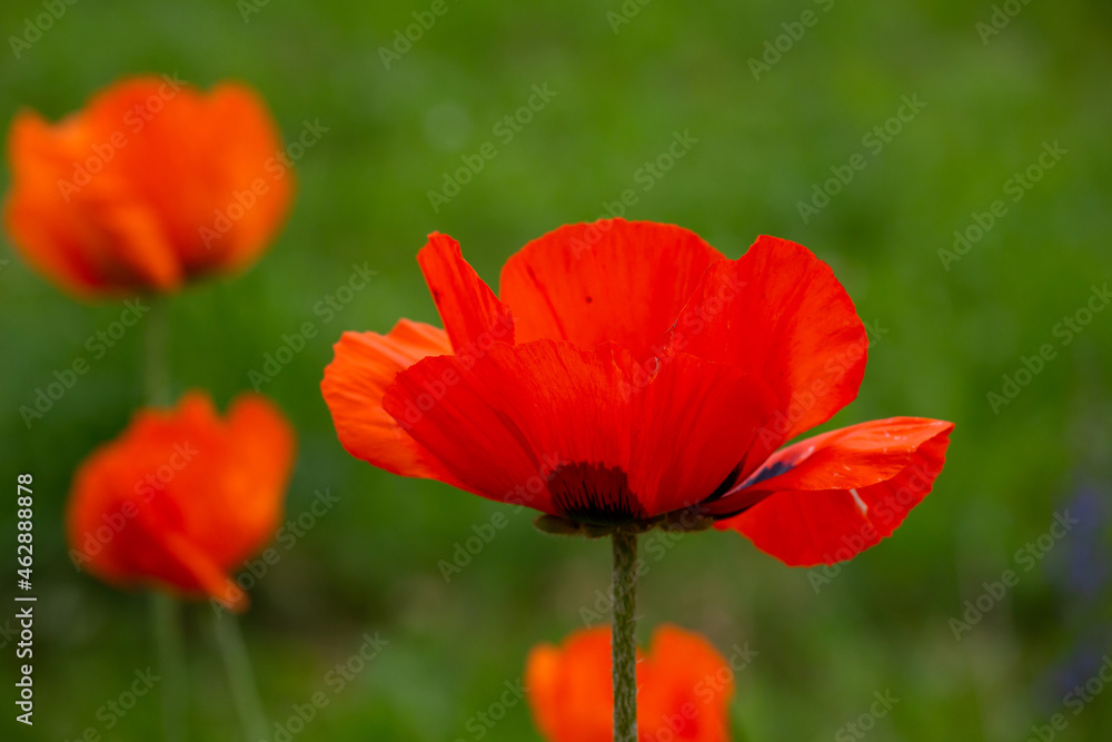 Blooming orange flower of oriental poppy on a green background macro photography on a summer day. Large papaver orientale with red petals close-up photo in summertime. Blooming orange flower of oriental poppy on a green background macro photography on a summer day. Large papaver orientale with red petals close-up photo in summertime.