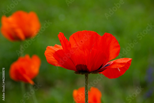 Blooming orange flower of oriental poppy on a green background macro photography on a summer day. Large papaver orientale with red petals close-up photo in summertime. photo