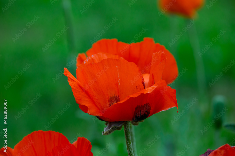Obraz premium Blooming orange flower of oriental poppy on a green background macro photography on a summer day. Large papaver orientale with red petals close-up photo in summertime.