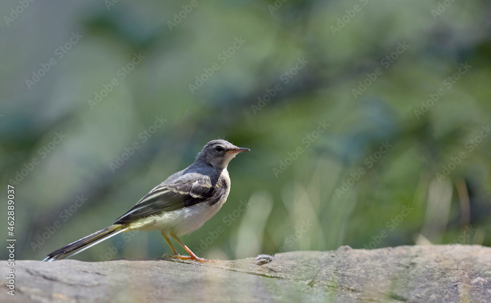 Grey Wagtail (Motacilla cinerea), Greece Grey Wagtail (Motacilla cinerea), Greece