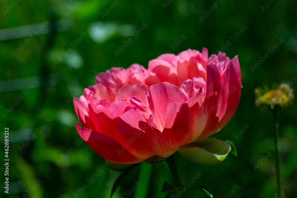 Blossom pink peony flower on a summer sunny day macro photography. Garden fluffy peony with pink petals in the summer close-up photo. Big paeony flower on a green background nature wallpaper. Blossom pink peony flower on a summer sunny day macro photography. Garden fluffy peony with pink petals in the summer close-up photo. Big paeony flower on a green background nature wallpaper.