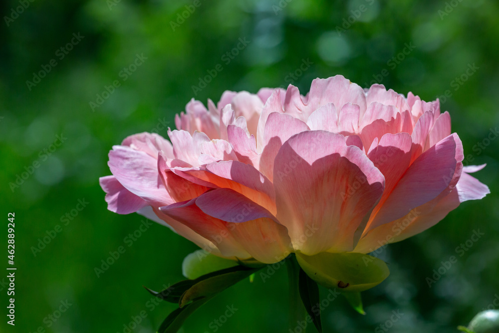 Blossom pink peony flower on a summer sunny day macro photography. Garden fluffy peony with pink petals in the summer close-up photo. Big paeony flower on a green background nature wallpaper. Blossom pink peony flower on a summer sunny day macro photography. Garden fluffy peony with pink petals in the summer close-up photo. Big paeony flower on a green background nature wallpaper.
