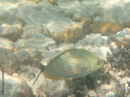 タイ クラダン島の魚