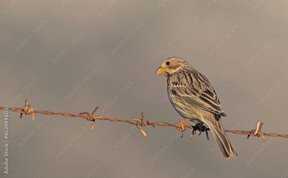 Corn Bunting - Miliaria calandra, Crete, Greece Corn Bunting - Miliaria calandra, Crete, Greece