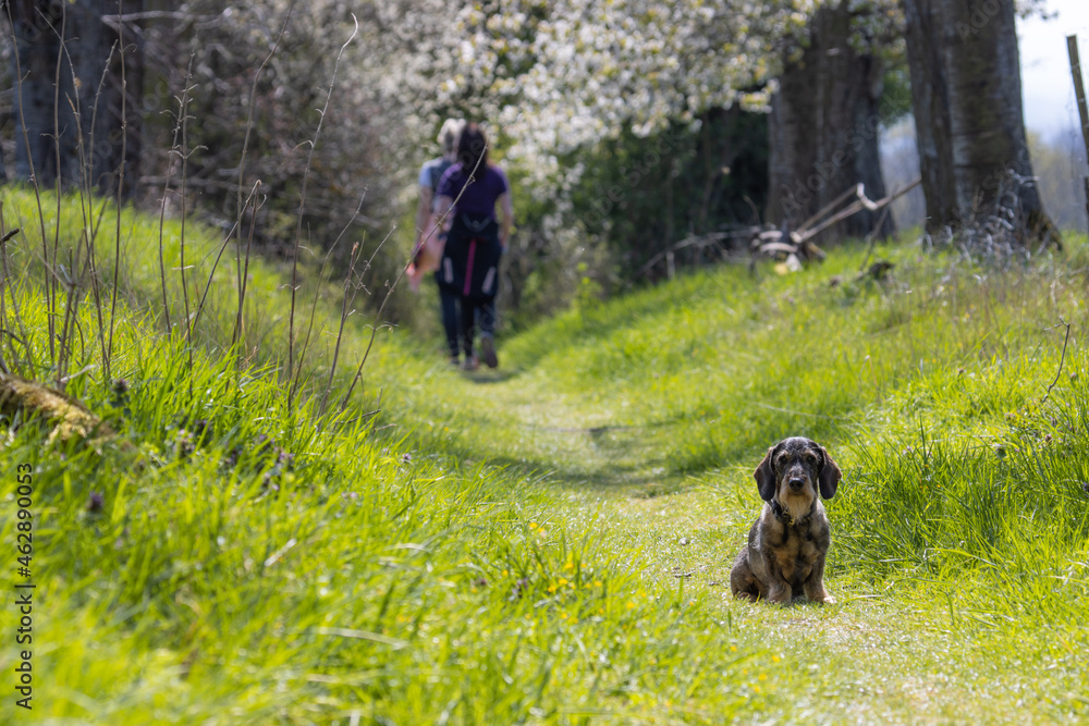 Spaziergang Erholung in der Natur und Wald. Hund Dackel sitzt und blickt zurück. Zwei Spaziergänger gehen von ihm weg.