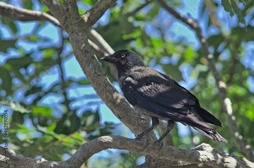 Eurasian Jackdaw (Corvus monedula), Greece