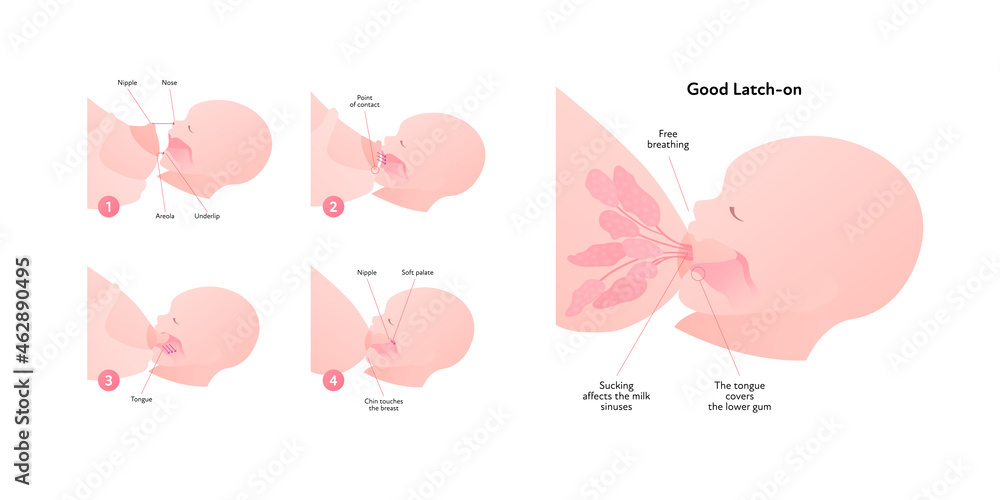 Breastfeeding infographic chart. Vector flat healthcare illustration. Diagram with text of mother and baby breast feeding. Side view section. Stages of good latch-on.