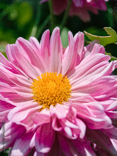 Daisies Aster Flower Pink