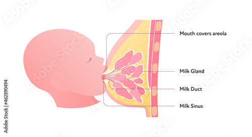 Breastfeeding infographic chart. Vector flat healthcare illustration. Diagram with text of mother and baby breast feeding. Side view section.