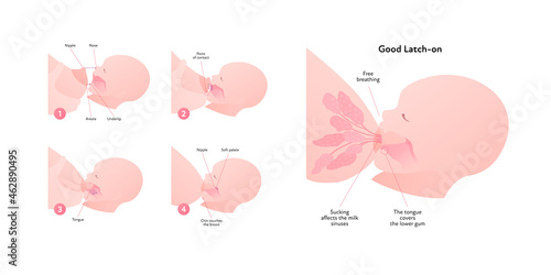 Breastfeeding infographic chart. Vector flat healthcare illustration. Diagram with text of mother and baby breast feeding. Side view section. Stages of good latch-on.