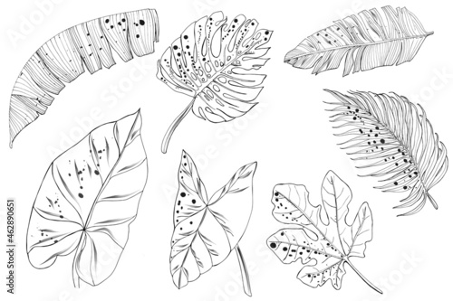 Botanical leaves,set of tropical leaves Coloring Book. Hand drawing coloring book