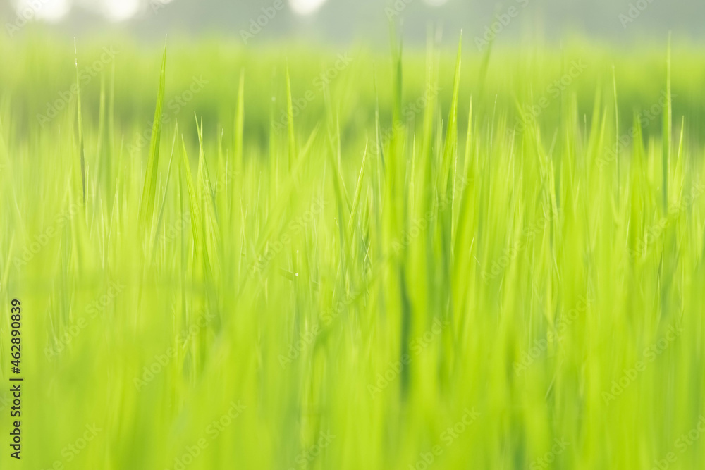 Nature view of green leaf on blurred greenery background in garden with copy space using as background natural green plants landscape, ecology, fresh wallpaper Nature view of green leaf on blurred greenery background in garden with copy space using as background natural green plants landscape, ecology, fresh wallpaper