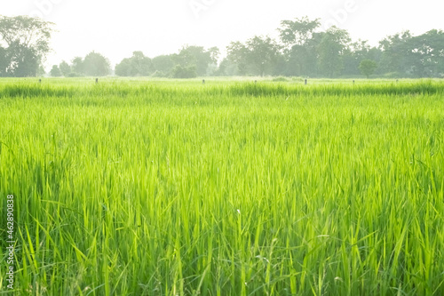 green rice fields, green rice in morning background concept