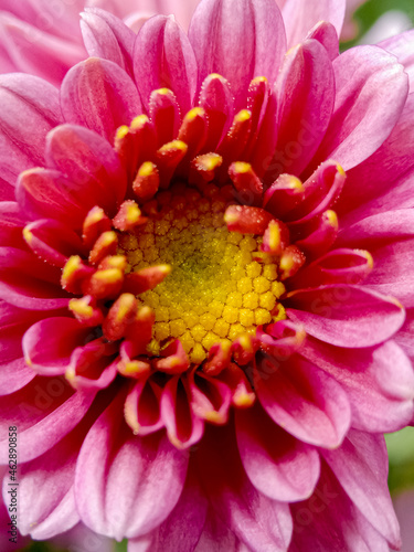 Pink Herber Daisy Flower