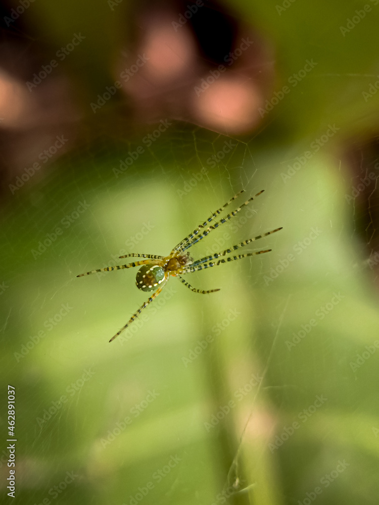 Cyrtophora Spider On Leaf Cyrtophora Spider On Leaf