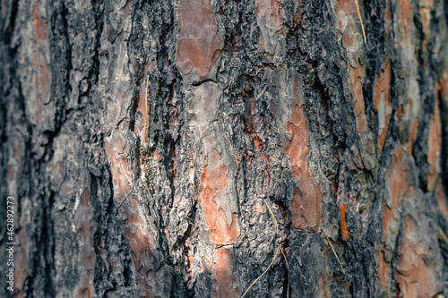The bark of an old tall pine. Old pine bark texture