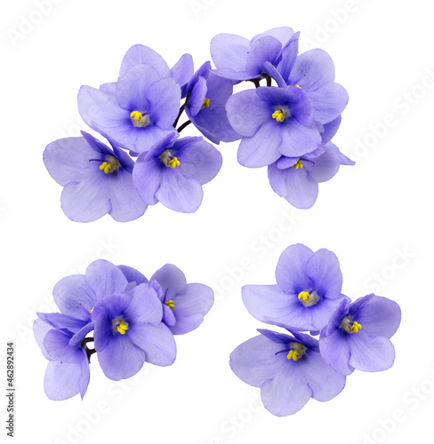 Vászonkép Set of violet flowers isolated