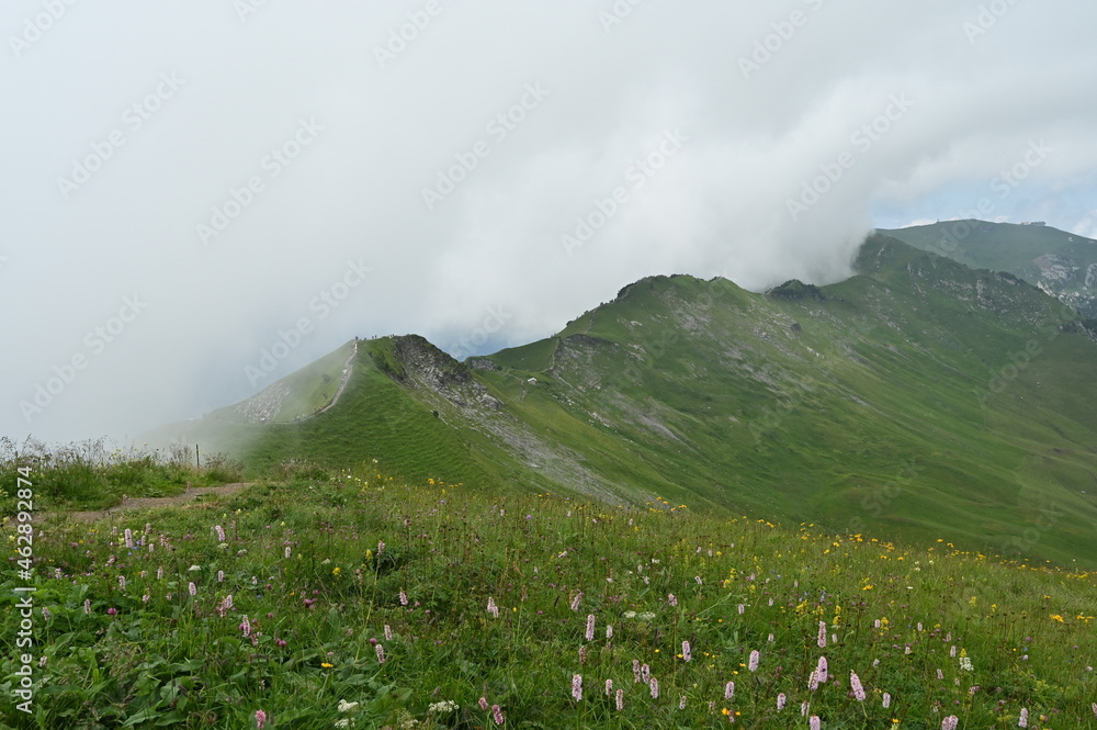 Fototapeta premium Alpine meadow