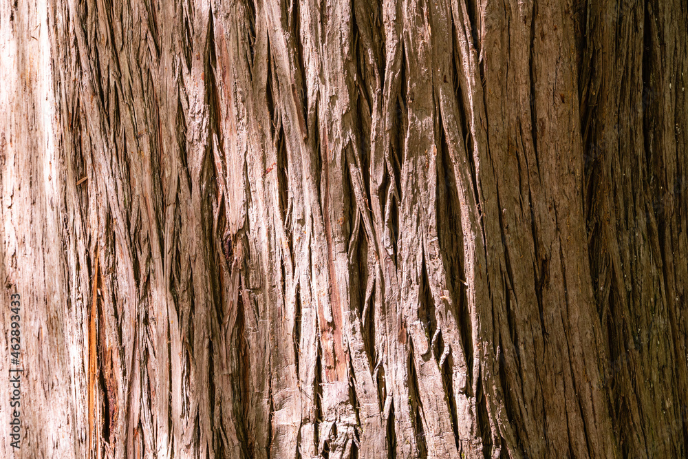 Obraz premium Bark Texture Taxodium mucronatum (Taxodium Huegelii Lawson), commonly known as Montezuma bald cypress or Montezuma cypress, is large evergreen or semi-evergreen tree.